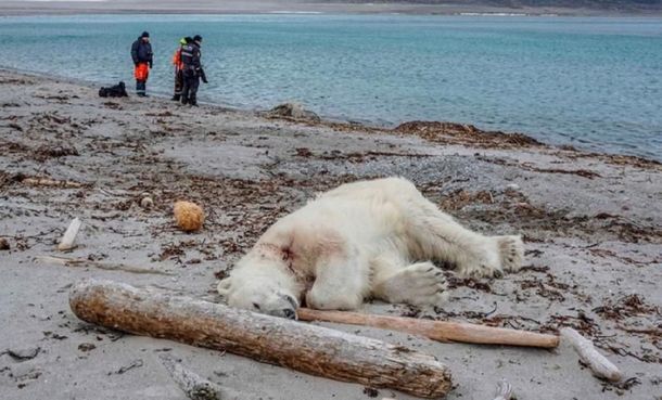 Noruega: mataron a un oso polar que atacó a un guía turístico