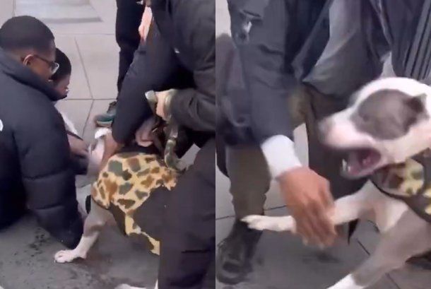 Ataque pitbull en Nueva York.