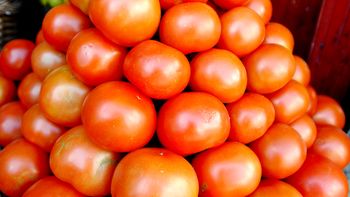 afirman que el precio de los tomates ya bajo 50 por ciento afirman que el precio de los tomates ya bajo 50 por ciento