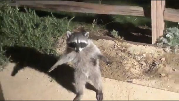 Dos mapaches fueron sorprendidos en un jardín y simularon ser estatuas