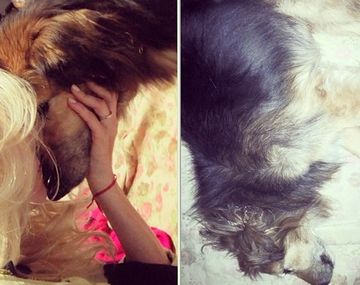 El dolor de Nicole Neumann por la muerte de su perro Yaco