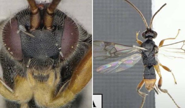 Avispa Godzilla, la curiosa y aterradora especie que ataca bajo el agua