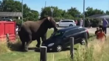 elefantes se rebelaron contra su domador elefantes se rebelaron contra su domador