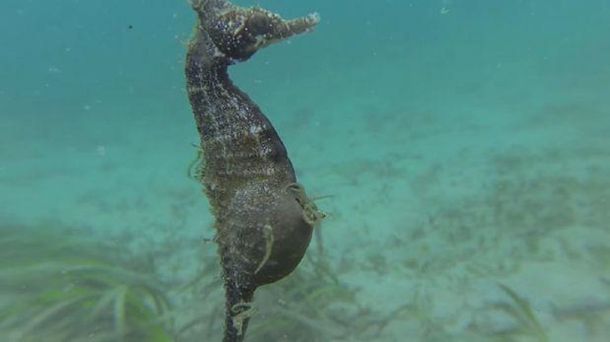 VIDEO: Caballito de mar macho dando a luz a sus crías