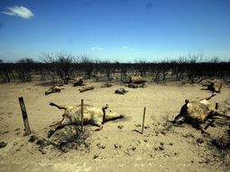 Unas 800 mil hectáreas resultaron afectadas en La Pampa Unas 800 mil hectáreas resultaron afectadas en La Pampa
