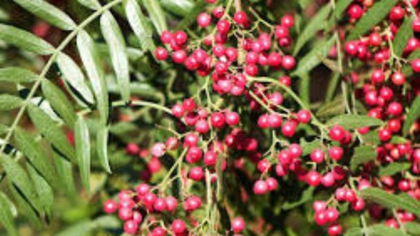 Aguaribay es una planta muy venerada por los Incas. Aguaribay es una planta muy venerada por los Incas.