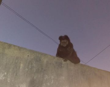¿Planeta de los simios? Avistan un mono en las calles de Villa Elisa y hay temor