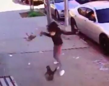 Mirá el feroz ataque de un gato a un perro