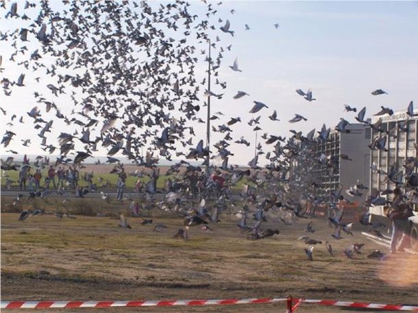 &nbsp;Trucos para el hogar: el uso del papel de aluminio que ayuda a espantar las aves del balcón o del hogar