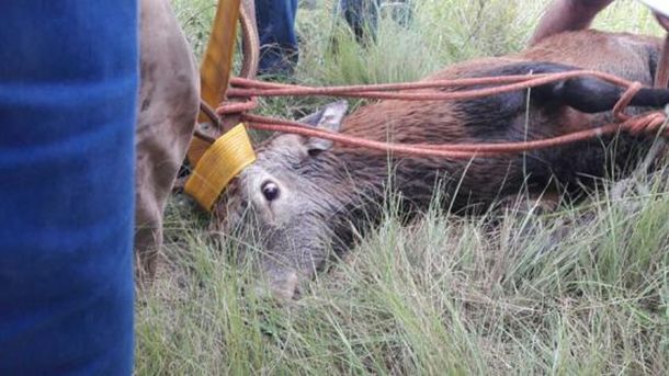 Rescataron a un ciervo que había caído a un canal en Córdoba