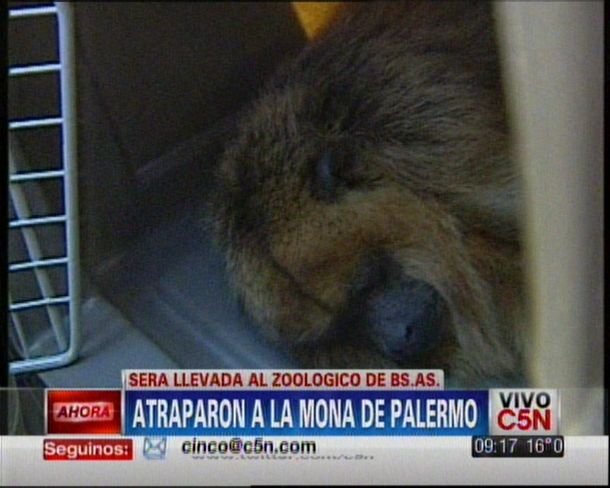 Atraparon a la mona aulladora que estaba suelta en Palermo