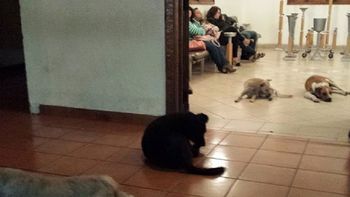 amor eterno entre perros y una mujer amor eterno entre perros y una mujer