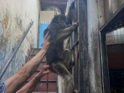 Rescatan a un mono carayá en el barrio porteño de Pompeya