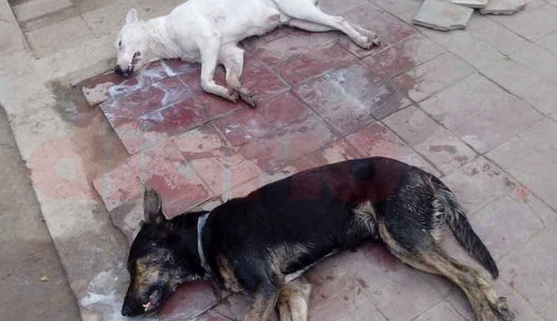 Desalmados: envenenaron a seis perros con comida