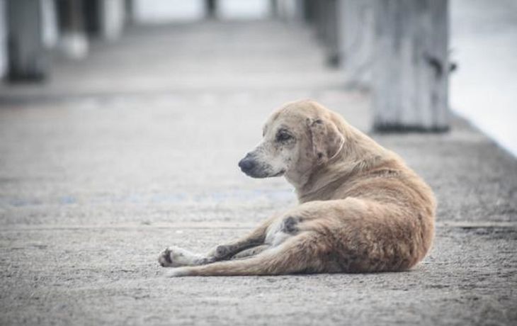 Se celebra el Día mundial del perro callejero