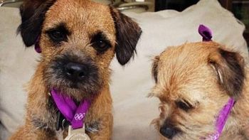 ¿de quien son estos perros olimpicos que ganaron medallas? ¿de quien son estos perros olimpicos que ganaron medallas?