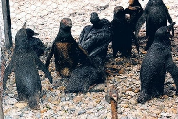 Pinguinos_infoglaciar