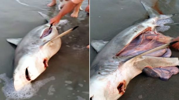 El impactante video de la cesárea a un tiburón muerto