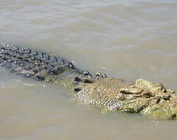 Un cocodrilo conocido como Michael Jackson se comió a un hombre en Australia