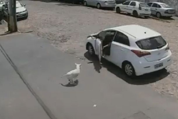 Crueldad: el video de una mujer abandonando y maltratando a un perro discapacitado