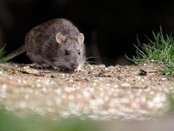 Alarma por el hantavirus: murieron otras 3 personas y suman 9 las víctimas