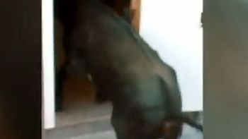 un toro confianzudo: vio la puerta abierta y se metio a la casa de una abuela un toro confianzudo: vio la puerta abierta y se metio a la casa de una abuela