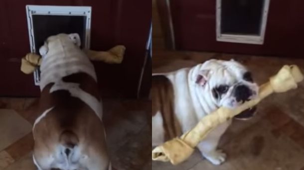 Pasa o pasa: bulldog terco lucha con su hueso extra grande