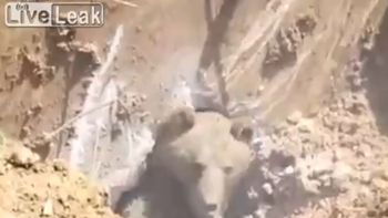 video: salvan a un oso atrapado con un martillo neumatico video: salvan a un oso atrapado con un martillo neumatico