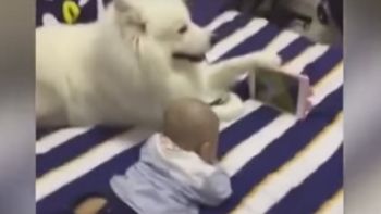 Un perro le tiene la tablet a un bebé para que mire los dibujitos Un perro le tiene la tablet a un bebé para que mire los dibujitos