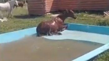 indignacion en los hornos: un caballo se les metio en la pileta y se la rompio toda indignacion en los hornos: un caballo se les metio en la pileta y se la rompio toda