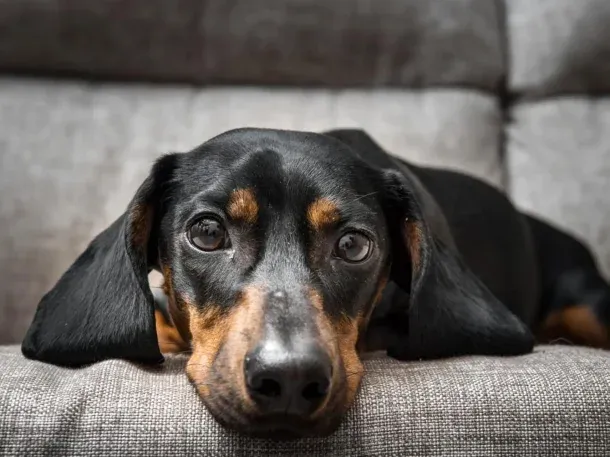 Día del Perro Salchicha: por qué se celebra el 1 de febrero en Argentina