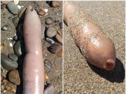 Los invasivos peces pene Los invasivos peces pene
