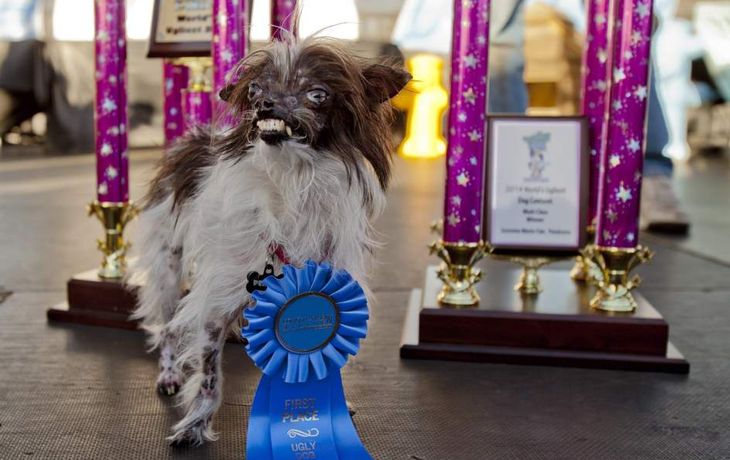 Eligen al perro más feo del mundo en un concurso anual de anti-belleza canina
