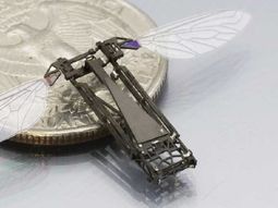 robot inspirado en abejas robot inspirado en abejas