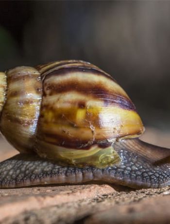 Alerta por una posible plaga del caracol gigante