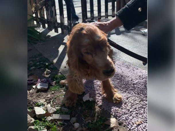 Abandonaron a un perro ciego en una casa de La Paternal