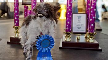 eligen al perro mas feo del mundo en un concurso anual de anti-belleza canina eligen al perro mas feo del mundo en un concurso anual de anti-belleza canina