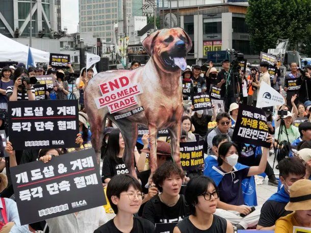 Protestas en Corea del Sur a favor de la eliminación inmediata de las carnicerías que comercializan carne de perro