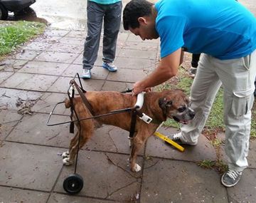 La historia de los alumnos que fabrican carros ortopédicos para perros