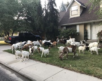 Se escaparon de su dueño y cortaron el pasto de todo el barrio