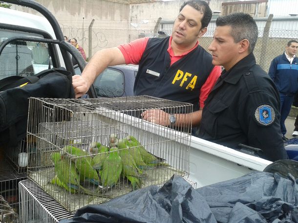 En un año, se secuestraron más de mil animales exóticos en el país