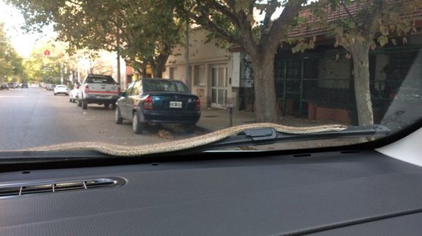 El truco casero que saca las manchas del parabrisas y repele las gotas de agua