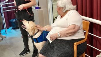 en que consiste la caninoterapia, el tratamiento que gana cada dia mas adeptos en que consiste la caninoterapia, el tratamiento que gana cada dia mas adeptos