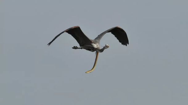 Viral: un fotógrafo amateur retrató una secuencia increíble entre animales. Crédito: Sam Davis