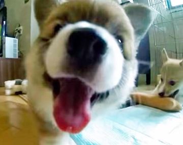 VIDEO: Los cachorros vs. La cámara