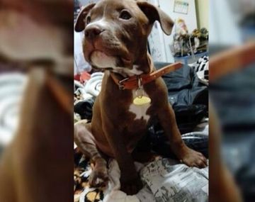 Encontraron un perro con chapita identificatoria y no lo devolvieron: quedó grabado en cámaras de seguridad