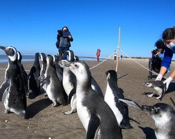 Devolvieron al mar a 18 pingüinos que habían sido rescatados