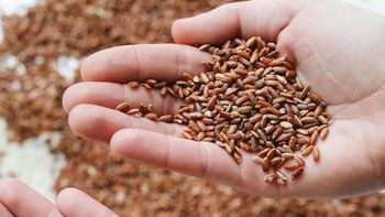 ) El arroz súper extra pulido que tiene 7.73% de proteína y fue el único catalogado como excelente por la Profeco ) El arroz súper extra pulido que tiene 7.73% de proteína y fue el único catalogado como excelente por la Profeco