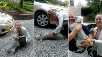 video: un perro se desmaya de la emocion al ver a su duena despues de dos anos