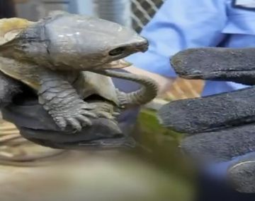 Viral: una tortuga con cola de cocodrilo y pico de águila